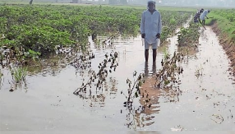 लगातार बारिश से खेत हुए जलमग्न, किसान चिंतित