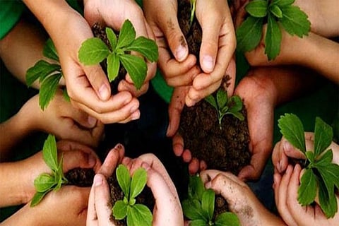 plantation