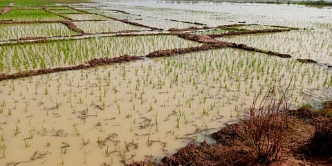 अनवरत बारिश के कारण खेतों में भरा पानी