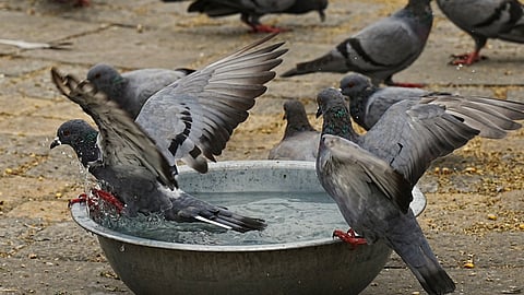 कबूतरों के दाना-पानी पर लगने वाली है नजर