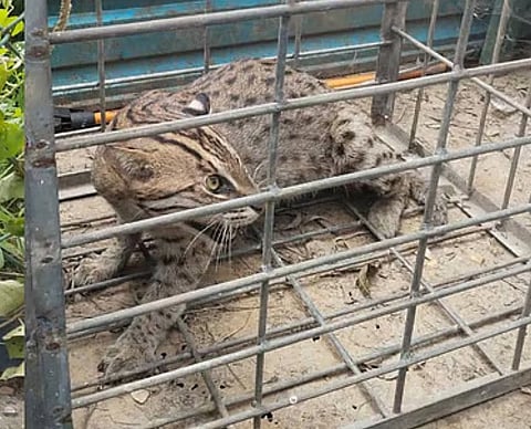 हल्दिया के सिटी सेंटर के समीप पकड़ी गई फिशिंग कैट