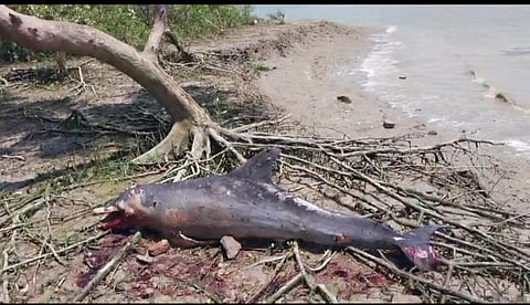 सुंदरवन की मातला नदी में मृत डॉल्फिन की तस्वीर