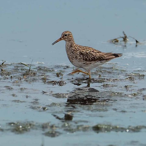 पेक्टोरल सैंडपाइपर प्रवासी पक्षी की तस्वीर
