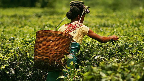 बागानों को नुकसान,राज्य सहयोग की मांग उठी