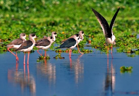 पूर्वी कोलकाता जलाभूमि