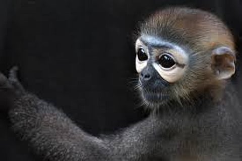 जब एक बंदर ने नचाया तीन एजेंसियों को...