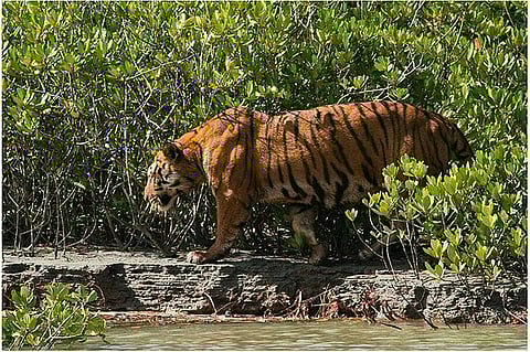 सांकेतिक तस्वीर