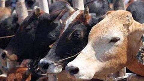 गौ तस्करों को पुलिस ने धर दबोचा, भागने की कोशिश में लगी गोली