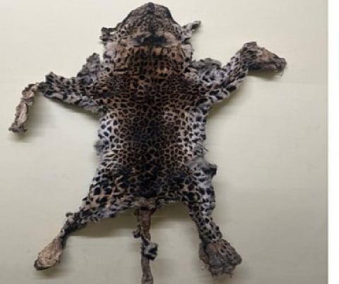 नगांव में कस्टम्स की बड़ी कार्रवाई: तेंदुए की खाल बरामद, एक गिरफ्तार