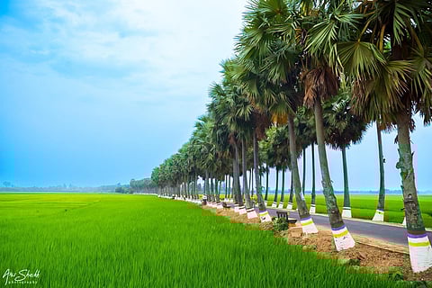 ताड़ के पेड़