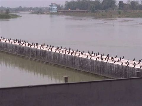 Migratory birds at Fulbari Barrage-