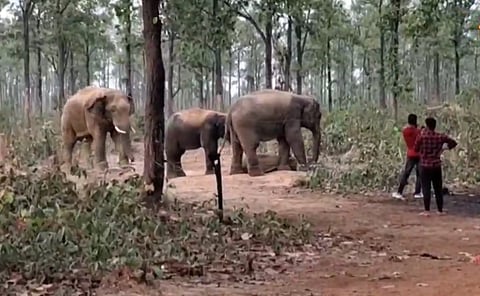 हाथियों के दल की फाइल फोटो