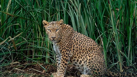 तेंदुओं के हमले में महिला की मृत्यु, आठ वर्षीय बालक घायल