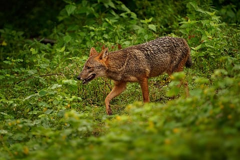 भेड़ियों के हमले में यूपी के बहराइच में 5 वर्षीय बच्चे की मौत