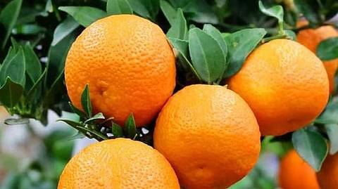 दार्जिलिंग मंदारिन संतरे को मिला जीआई टैग