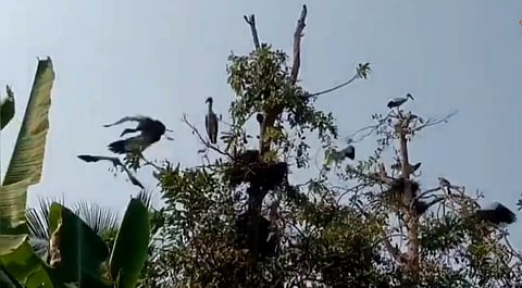 पूर्व मिदनापुर के पटाशपुर में केलेघई नदी के किनारे पेड़ो पर बैठे प्रवासी पक्षी