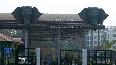 जमशेदपुर के चिड़ियाघर में 10 काले हिरणों की संदिग्ध मौत