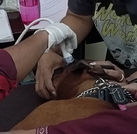 Ocular B-Scan gives two pets a 'new lease of life' in Kolkata