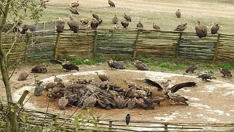 झारखंड को जल्द मिलेगा पहला गिद्ध संरक्षण एवं प्रजनन केंद्र