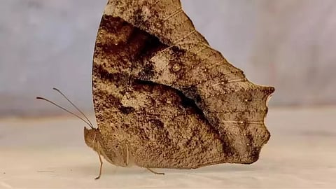 घरों-पार्कों व कोलकाता की गलियों में दिख रही हैं भूरे रंग की तितलियां
