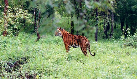 बक्सा टाइगर रिज़र्व में शुरू हुआ वन्यजीव सर्वेक्षण