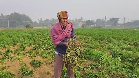 हाथियों ने आलू की फसल बर्बाद कर किसानों को पहुंचाया भारी नुकसान