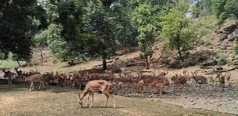 अगले तीन माह के अंदर मैथन का प्रसिद्ध हिरण पार्क बन जायेगा इतिहास