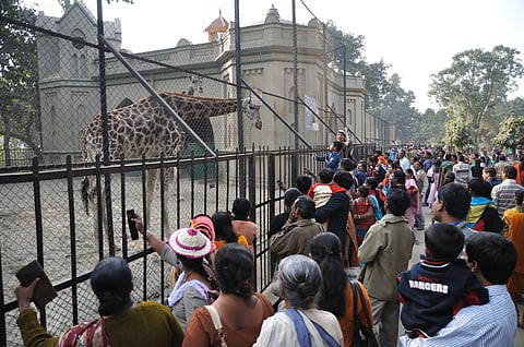 दिसंबर के दूसरे सप्ताह में अलीपुर जू में जबरदस्त बढ़ोतरी दर्ज