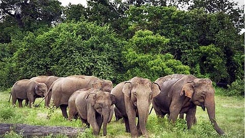 जंगली हाथी के साथ सेल्फी लेने की कोशिश में गई जान