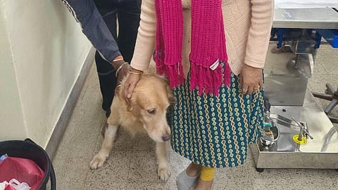 A four-month-old puppy named Goldie had an open safety pin stuck in her throat, but her life was saved without surgery.