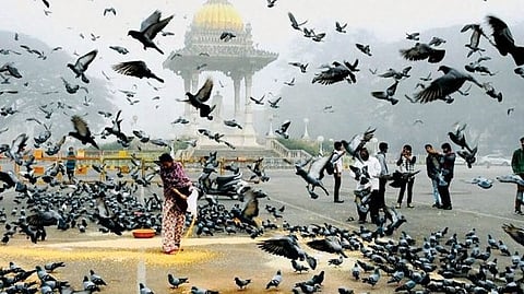 कबूतरों को दाना डालने वाले कारोबारी पर 5,000 रुपये का जुर्माना, आखिर क्यों?