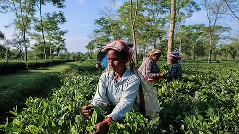 चाय उधोग पर मंडराता खतरा- टी बोर्ड ने लिया कई महत्वपूर्ण फैसला