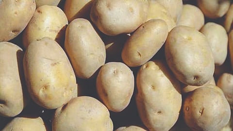 आलू की कीमतों में 40% तक गिरावट, आगे भी राहत की उम्मीद