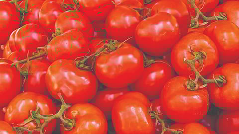 टमाटर की कीमतें हाफ सेंचुरी के पार, निगरानी में बाजार