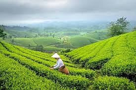चाय बागानों में वेतन और अधिकार का संकट
