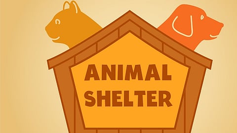सुरक्षित आश्रय : हर नगरपालिका क्षेत्रों में खुलेगा एनिमल शेल्टर