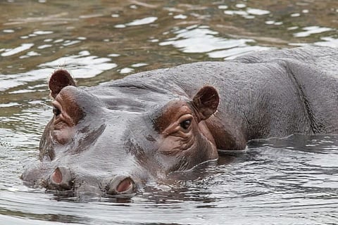 कड़ाके की ठंड में बीमार पड़ा दरियाई घोड़ा
