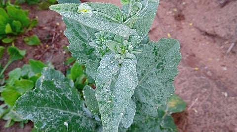 राजस्थान में भीषण सर्दी, फतेहपुर में शून्य से नीचे 0.4 डिग्री