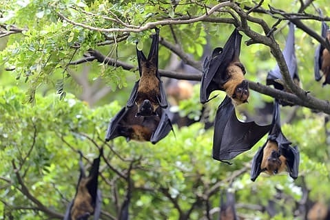 Nipah threat: Authorities maintaining special surveillance in Badurtala area of Madhyamgram.