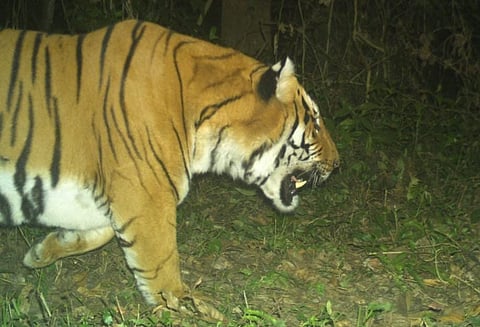 जंगल में बाघ की तस्वीर कैमरे में हुई कैद