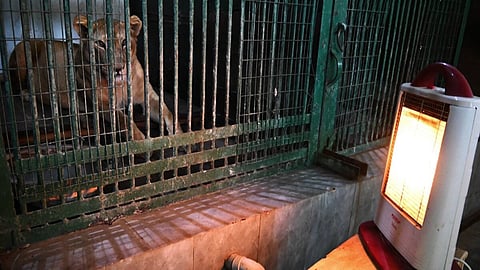 अलीपुर चिड़ियाघर में सर्दी से बचाने के लिए अपनाए गए उपाय