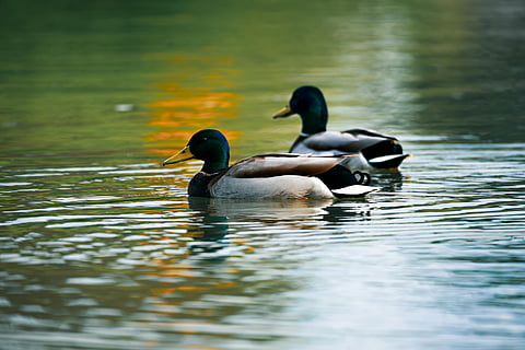 अच्छा घर