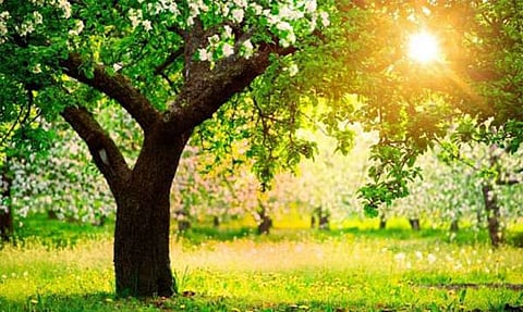 वसंत ऋतु