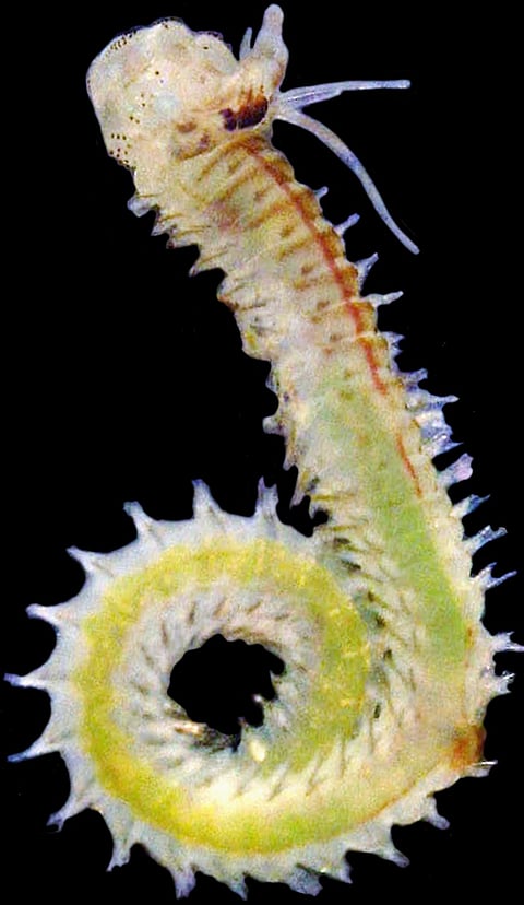 जेडएसआई वैज्ञानिकों ने पश्चिम बंगाल के तट पर समुद्री कीड़ों की दो नई प्रजातियाँ खोजीं