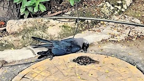 तमिलनाडु में बड़ी संख्या में कौवों की मौत, राज्य में हाईअलर्ट