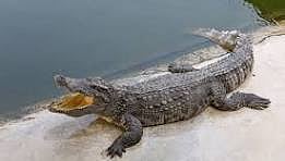 सांकेतिक तस्वीर