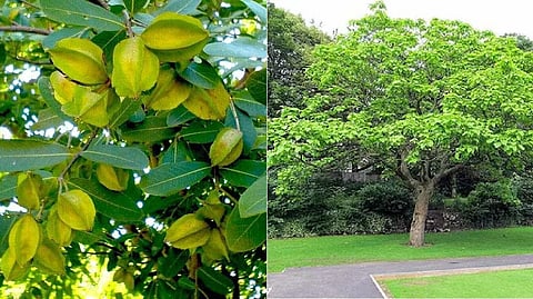 अर्जुन वृक्ष