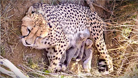 कूनो में खुशखबरी, चीता ‘ज्वाला’ ने दिया पांच शावकों को जन्म