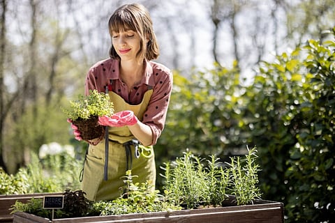 herb gardening