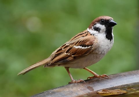 विश्व गौरैया दिवस